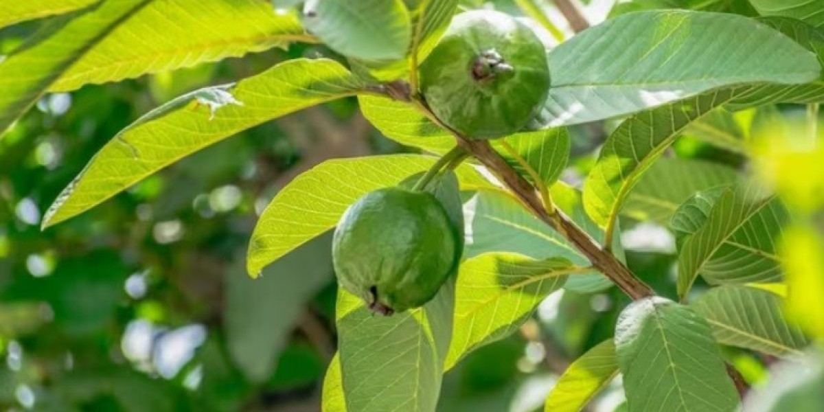 Know the medicinal properties of guava leaves