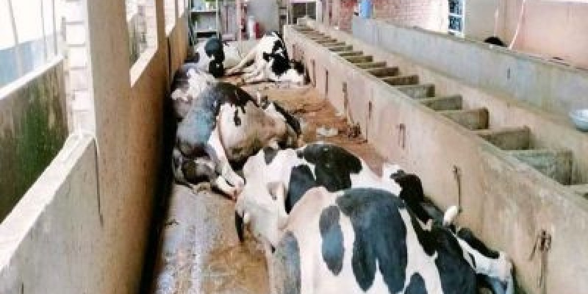 5 cows died due to wrong treatment, disoriented farmers