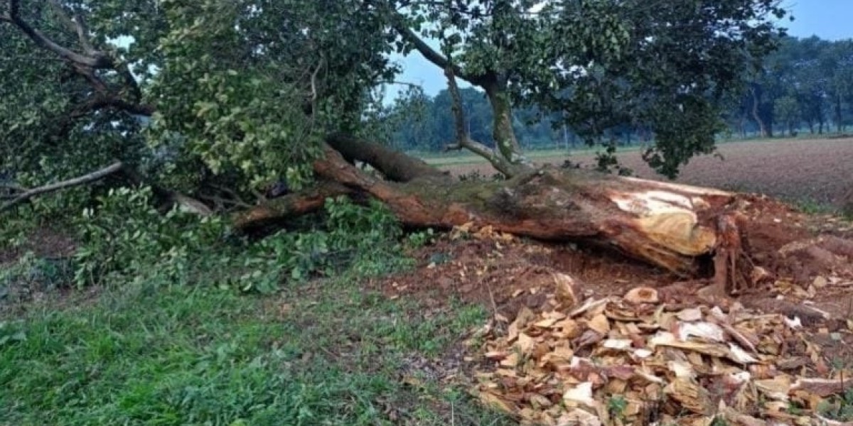 More than half a century old trees are being felled for the radiation center