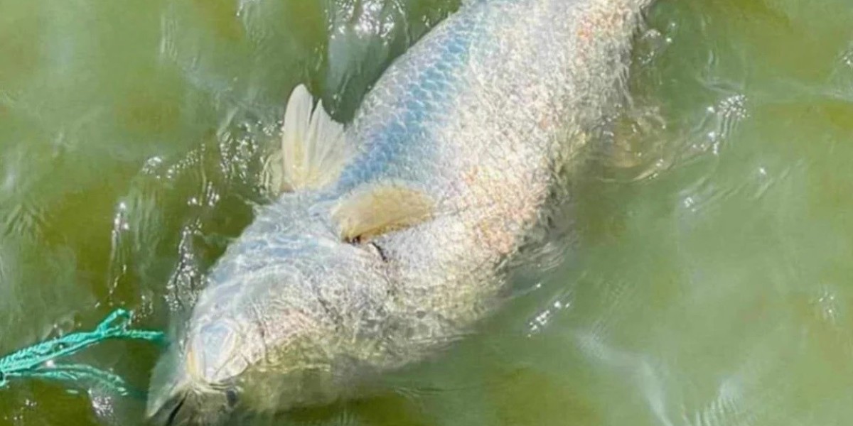 A 25 kg coral was caught in the Naf river in Cox's Bazar