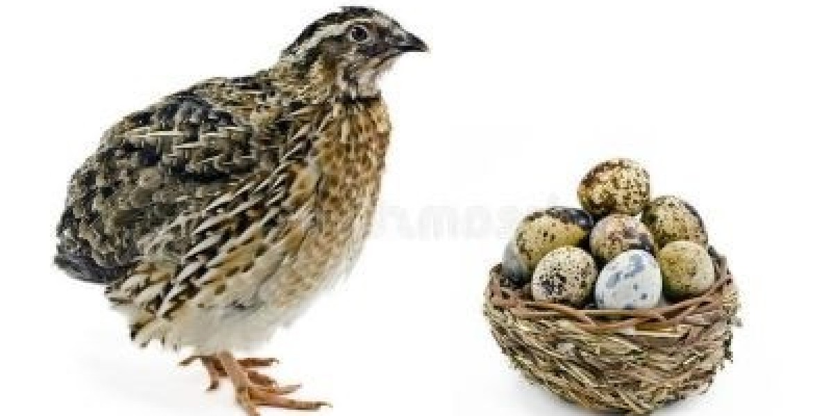 Quail eggs are packed with nutrients