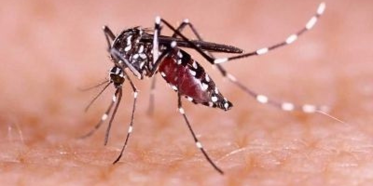 7 people died of dengue in 24 hours