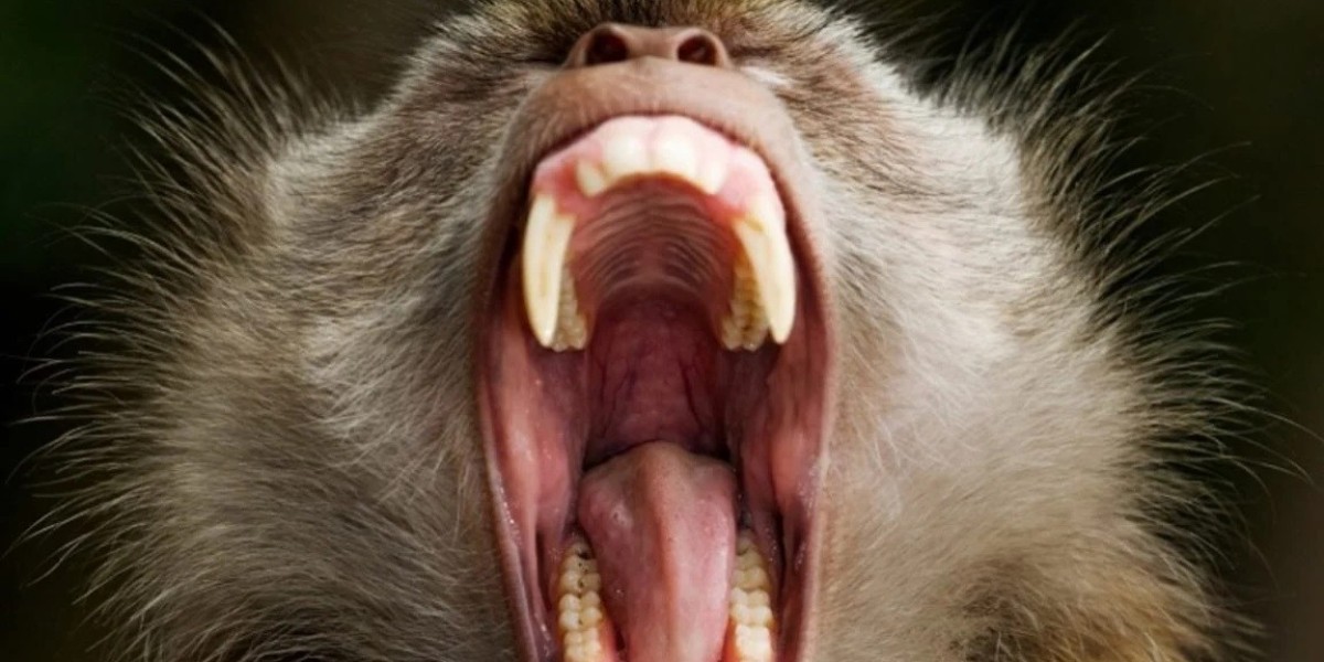 Police station blocked by about 200 monkey attacks in Thailand!