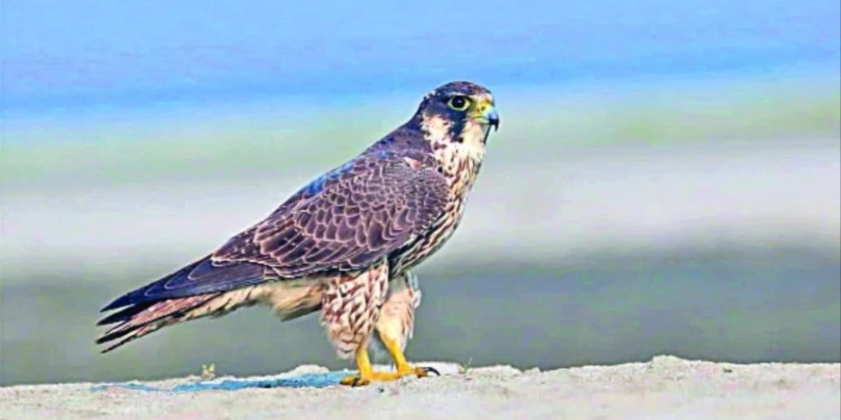 The speed of a rare bird Shaheen is 320 km