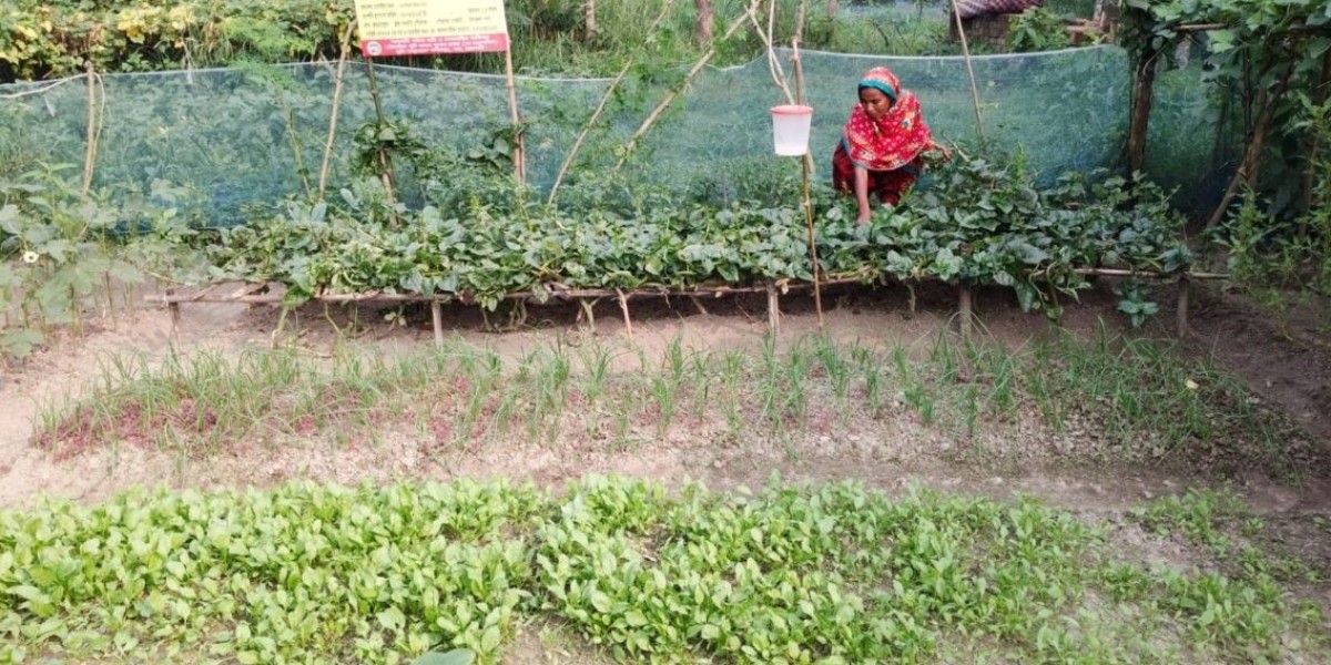 900 families are self-sufficient in Rajshahi's family nutrition garden