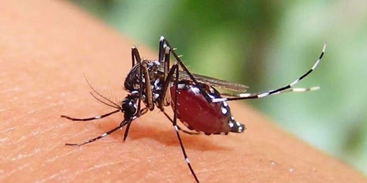 6 more people died in dengue