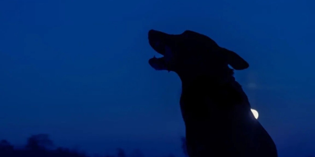 What to do if you hear a dog call at night?