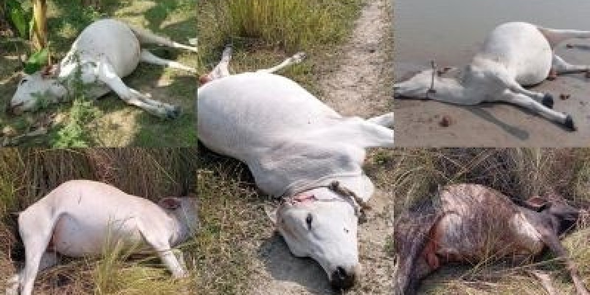 10 cows died due to poisoning in Padma pasture of Ishwardi