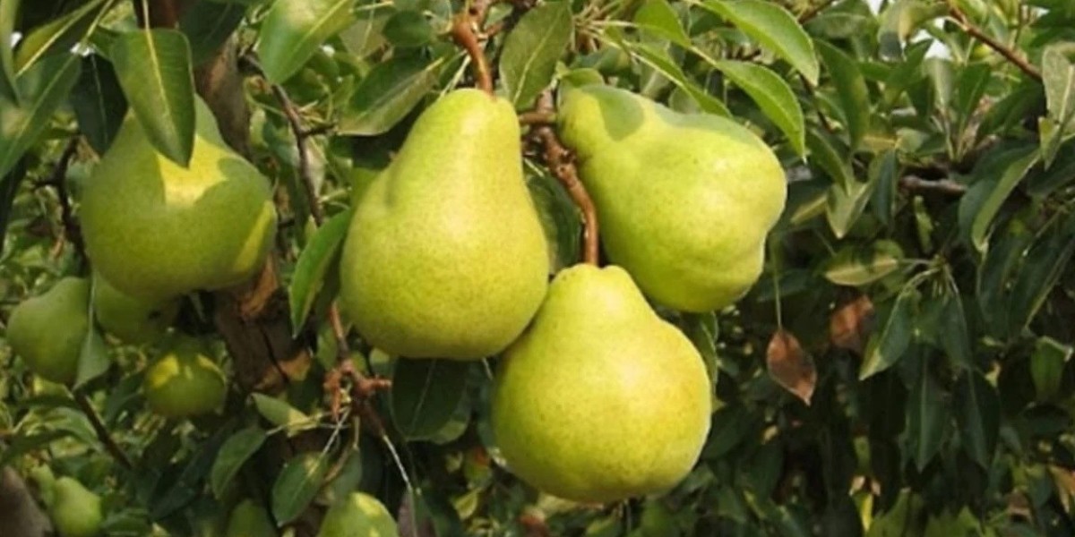 Pear is a delicious fruit full of nutrients