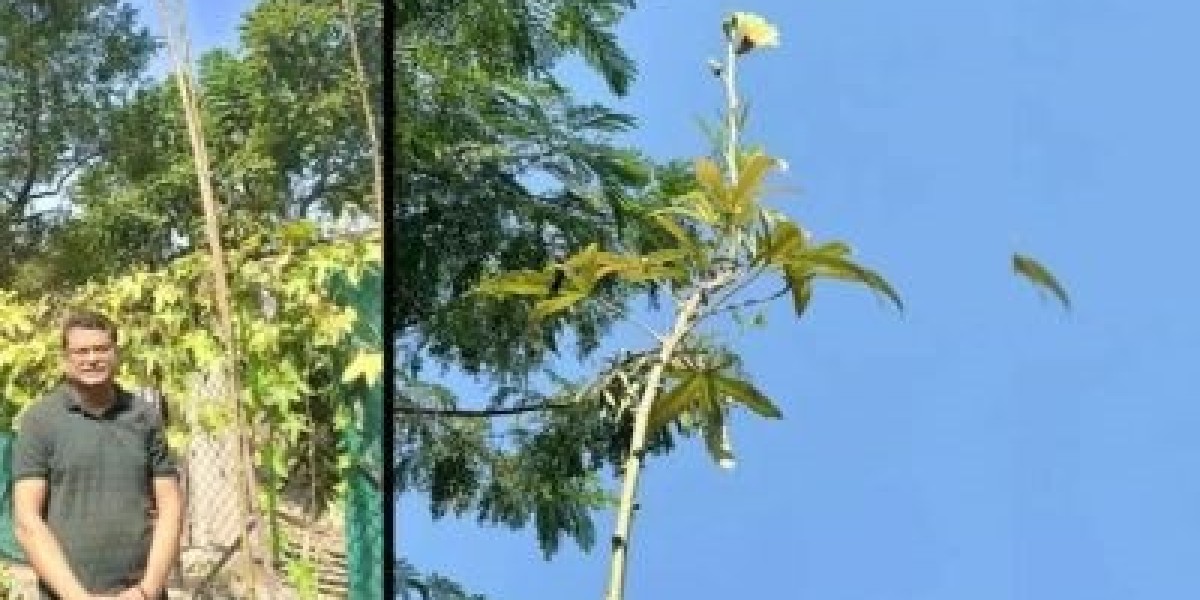 18 feet thorn tree, the professor is writing his name in Guinness