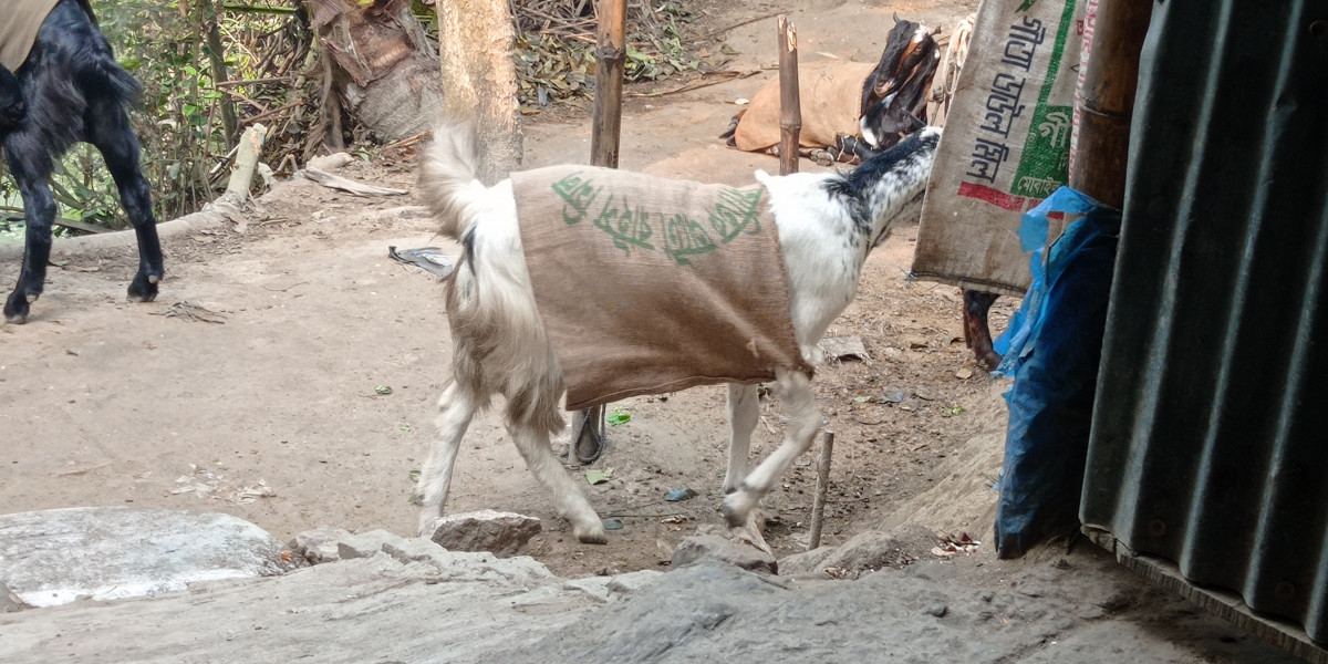 ভালোবাসার কুটকুট!