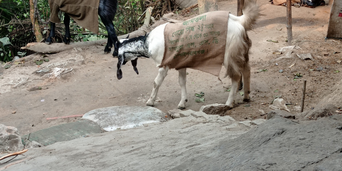 হযরত আলী (রাঃ) এর