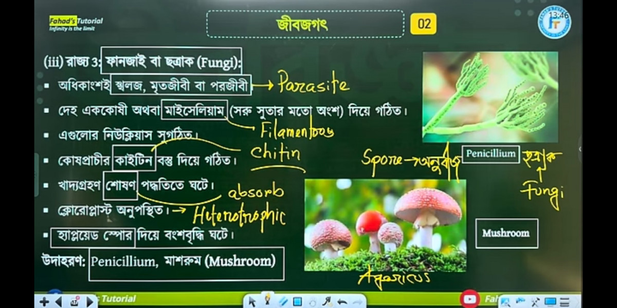 চিল আর শকুন