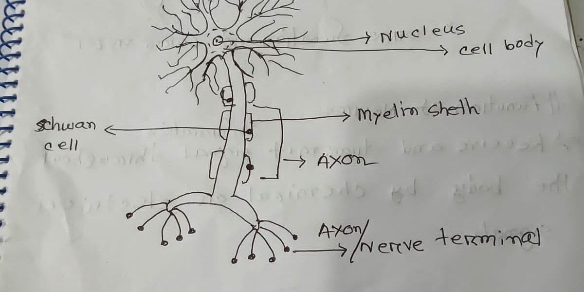 Nervous system